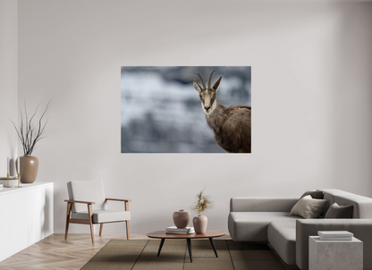 Chamois