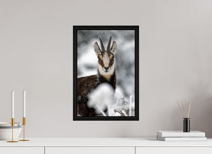 Chamois