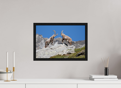 45 x 30 cm, Floater Frame Bouquetin / Ibex