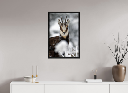 Chamois
