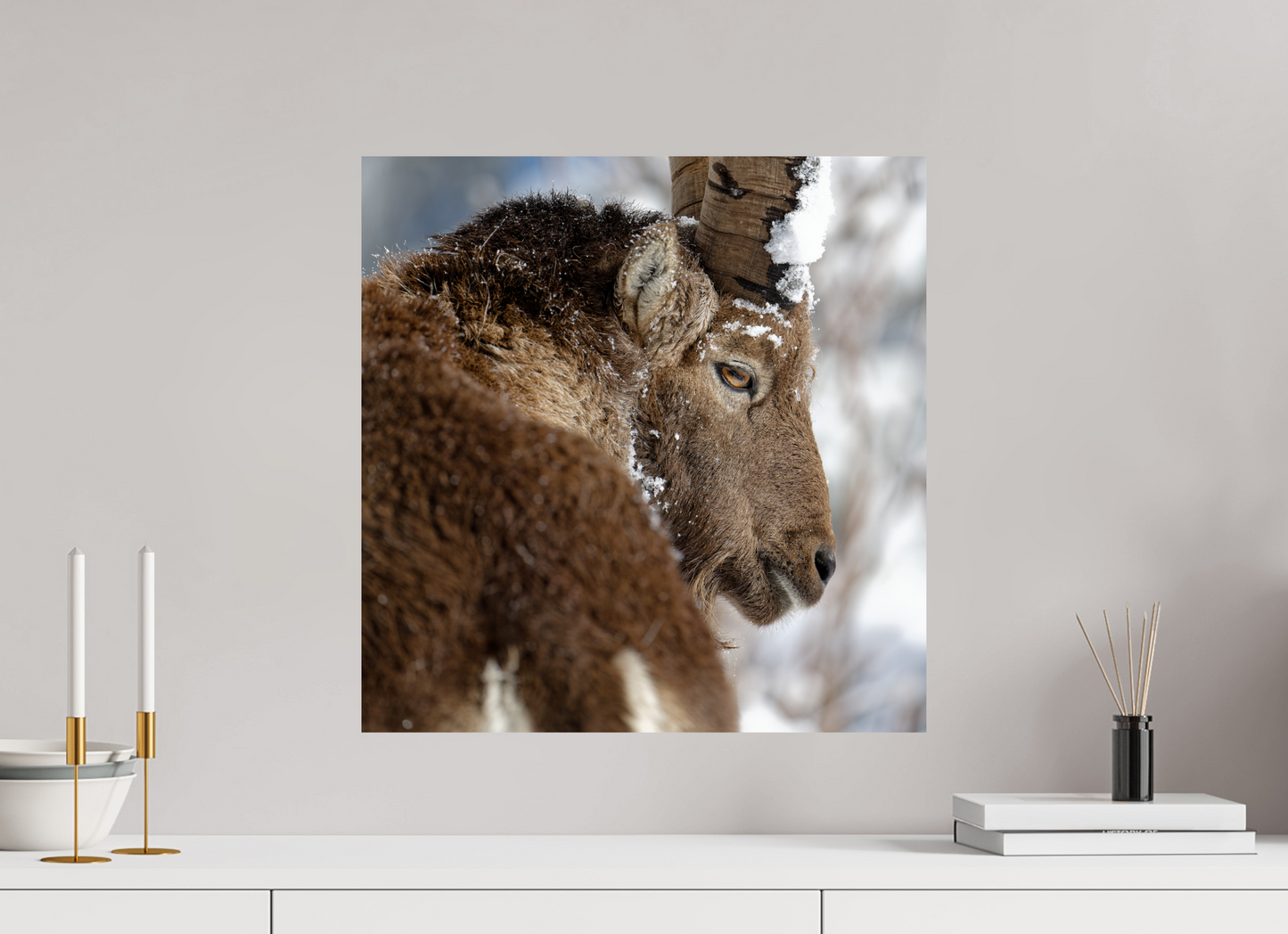 Bouquetin / Ibex