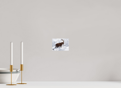 Bouquetin / Ibex