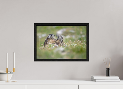 Marmotte / Groundhog