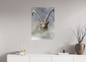 Bouquetin / Ibex