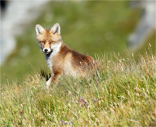Autres animaux / Other animals