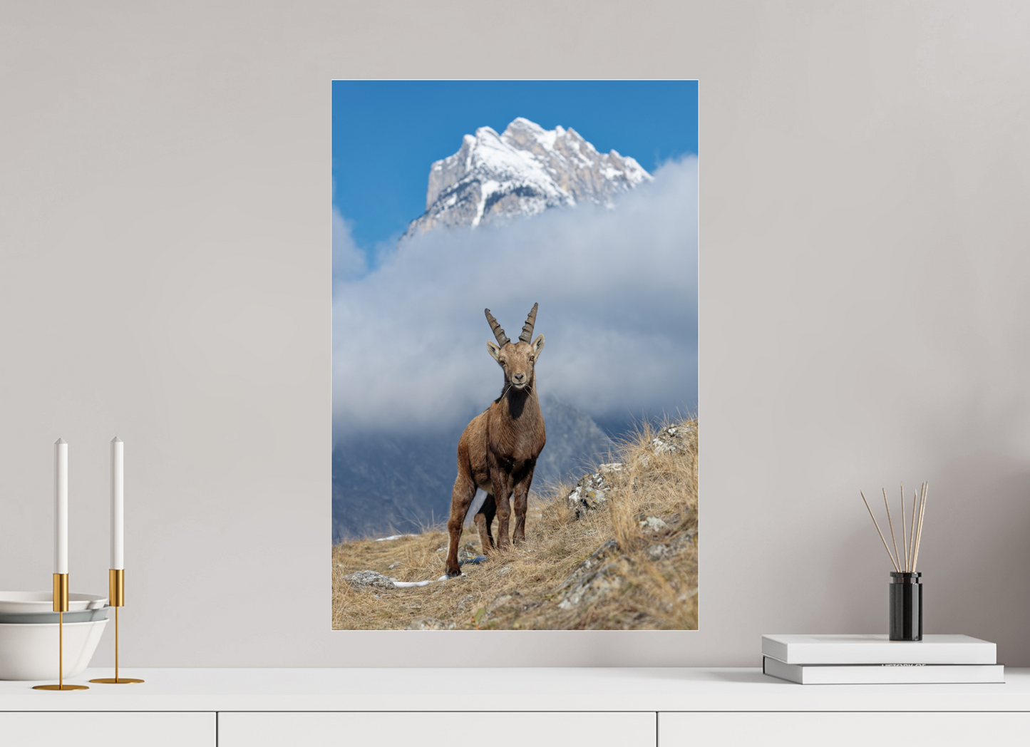 Bouquetin / Ibex