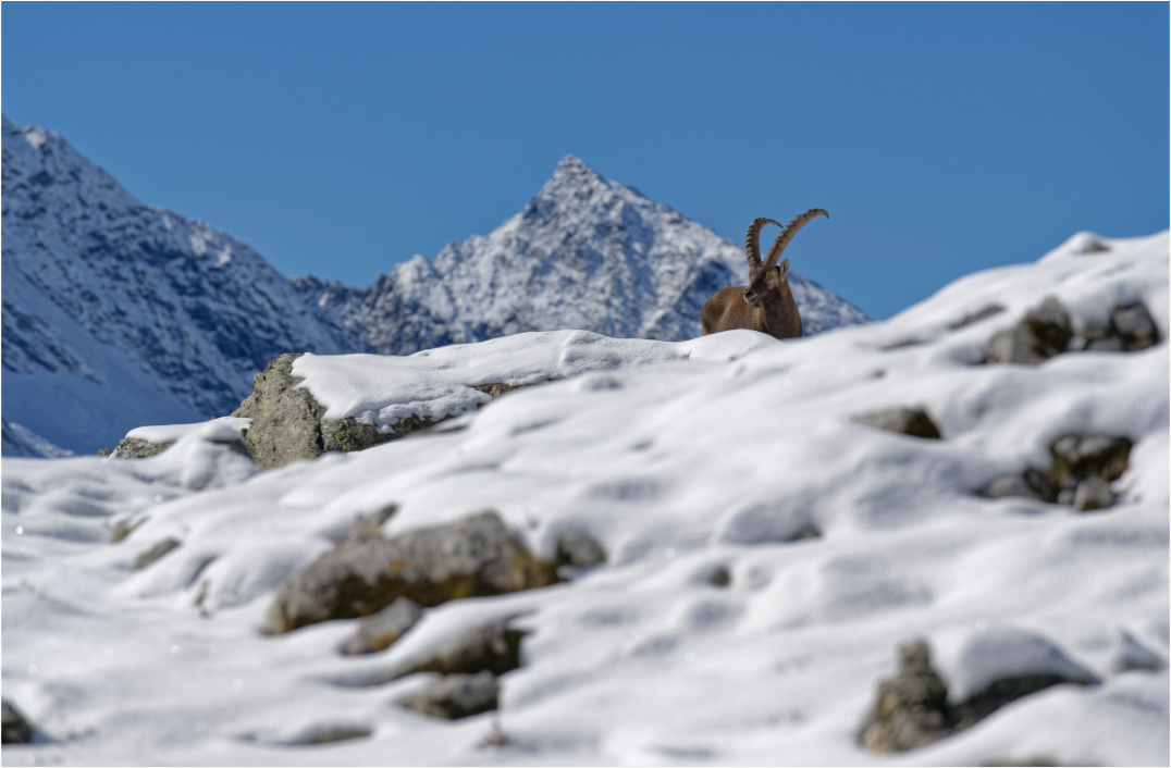 Bouquetin / Ibex