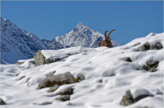 Bouquetin / Ibex