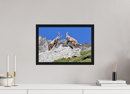 Bouquetin / Ibex