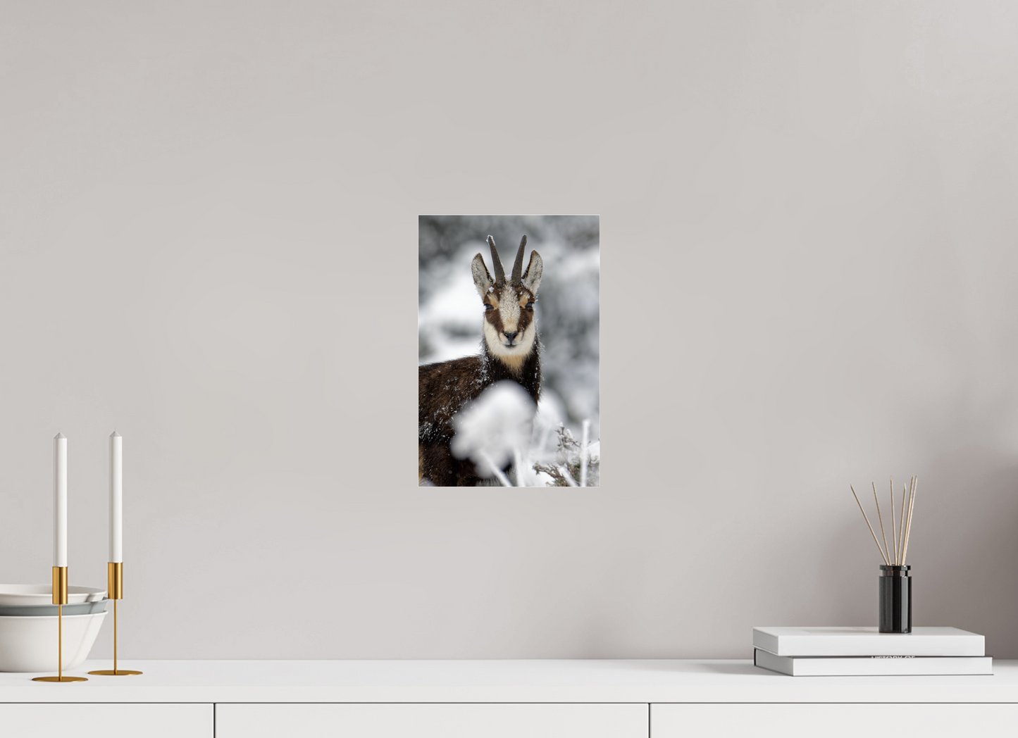 Chamois