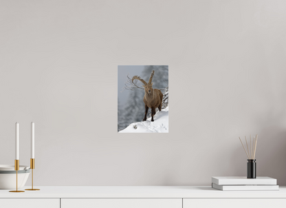 Bouquetin / Ibex