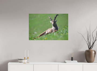 Bouquetin / Ibex