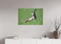 Bouquetin / Ibex