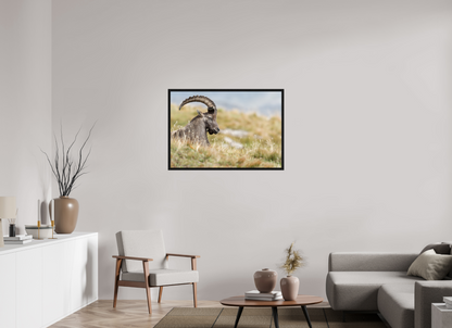 Bouquetin / Ibex