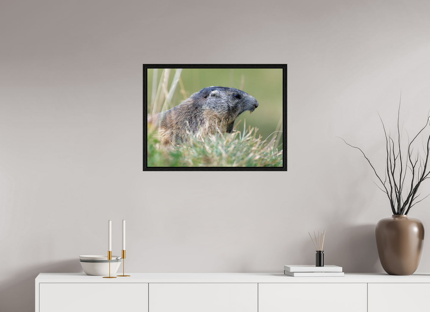 Marmotte / Groundhog