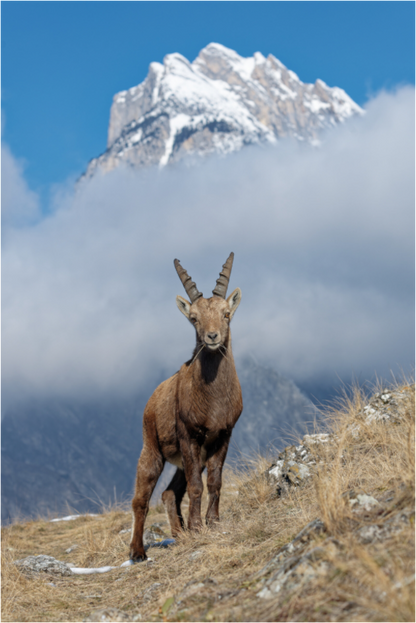 Bouquetin / Ibex