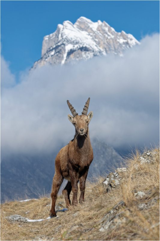 Bouquetin / Ibex