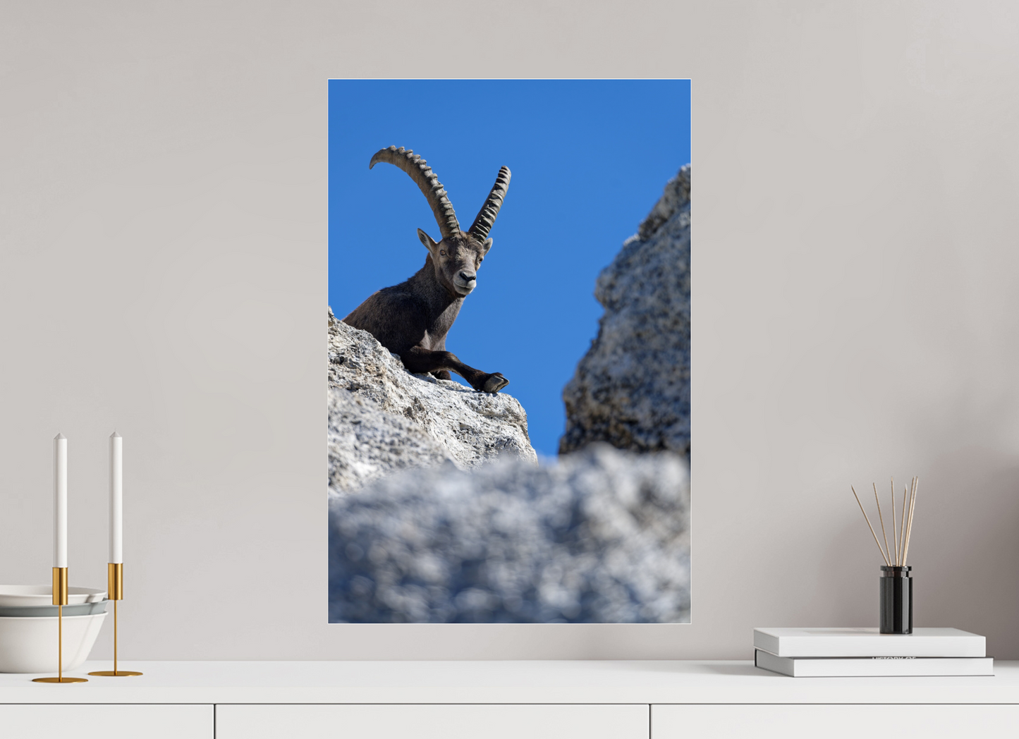 Bouquetin / Ibex