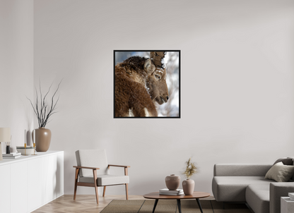 Bouquetin / Ibex