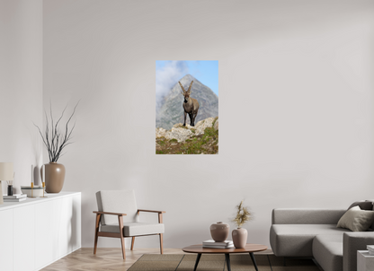 Bouquetin / Ibex
