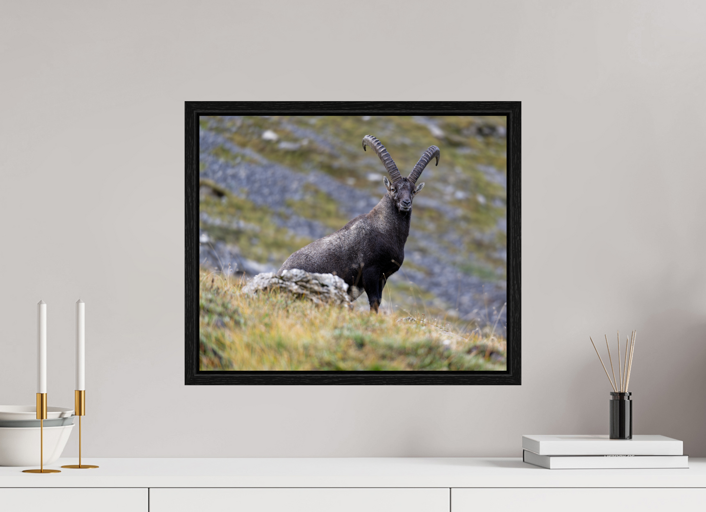 Bouquetin / Ibex