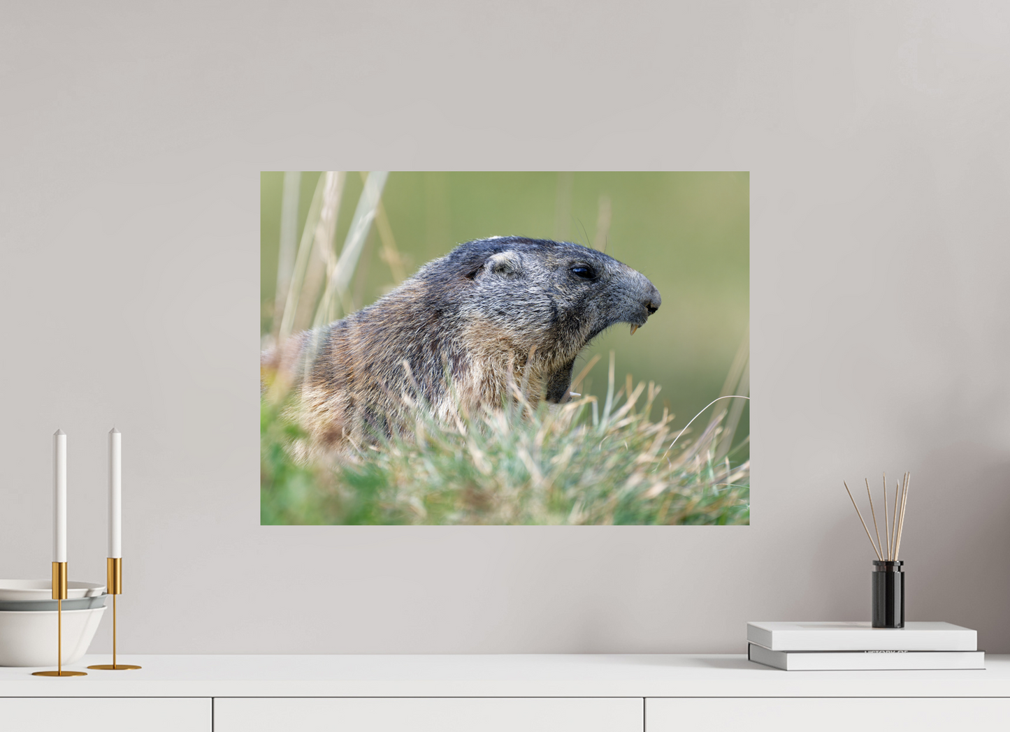 Marmotte / Groundhog