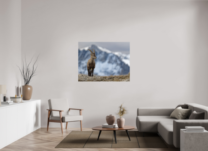 Bouquetin / Ibex