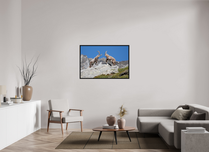 120 x 80 cm, Floater Frame Bouquetin / Ibex