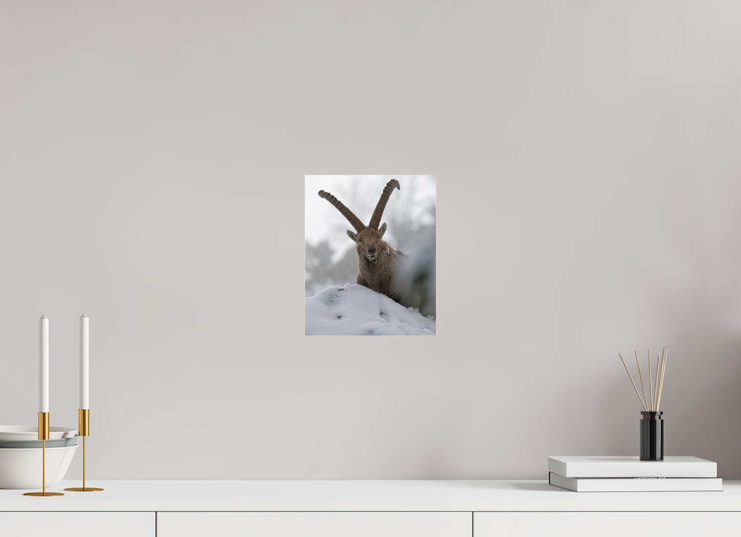Bouquetin / Ibex