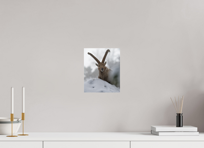 Bouquetin / Ibex