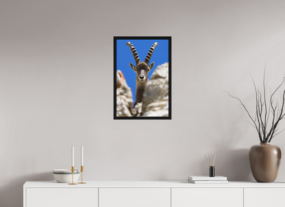 Bouquetin / Ibex