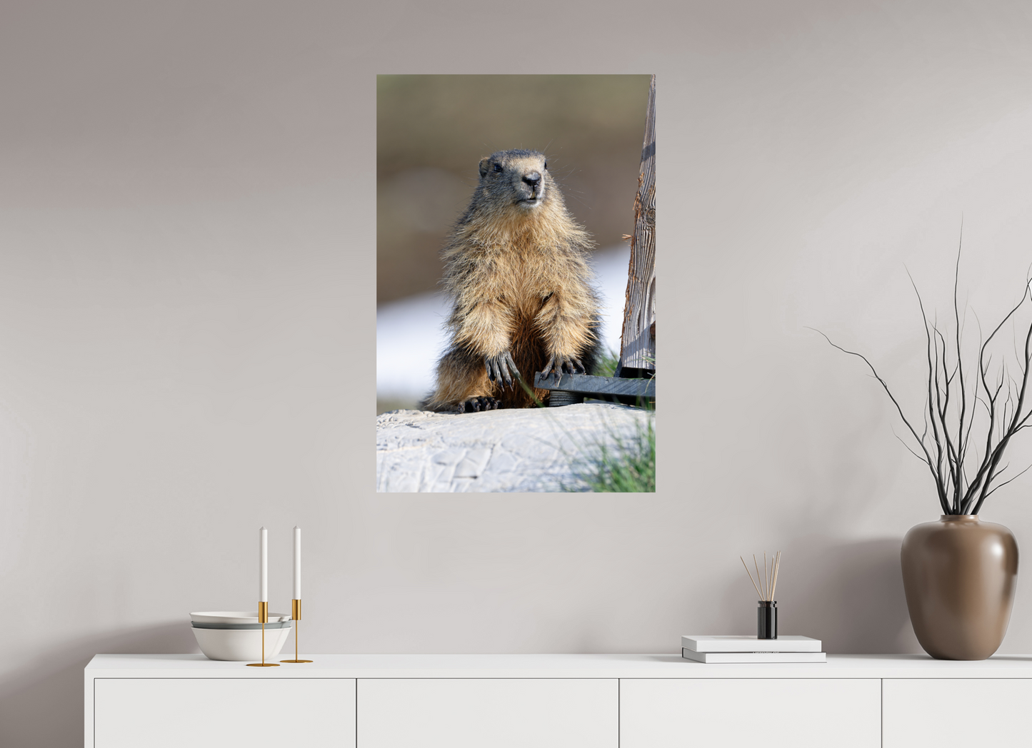 Marmotte / Groundhog