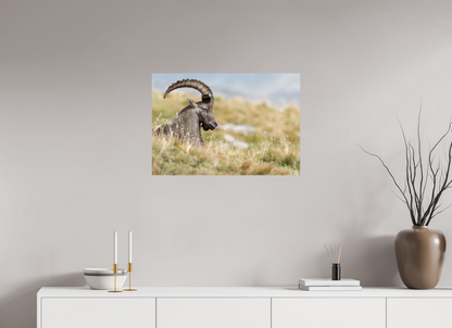 Bouquetin / Ibex