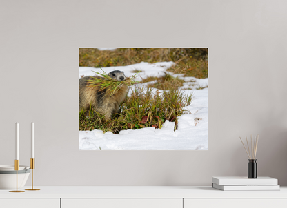 Marmotte / Groundhog