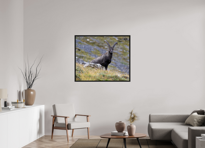 Bouquetin / Ibex