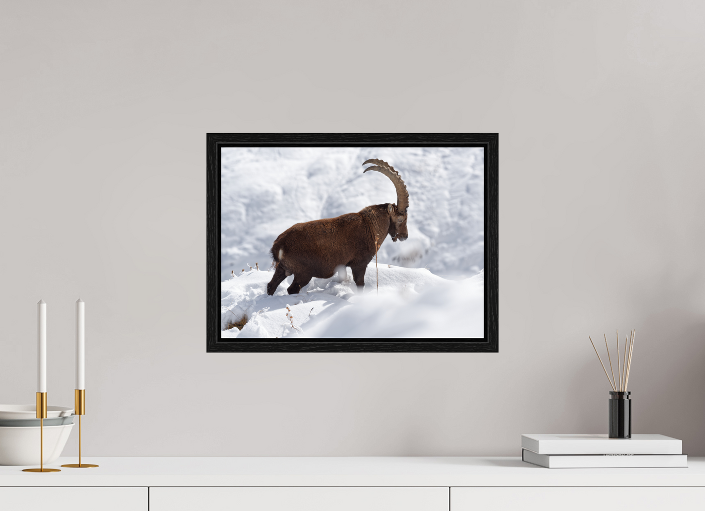 Bouquetin / Ibex