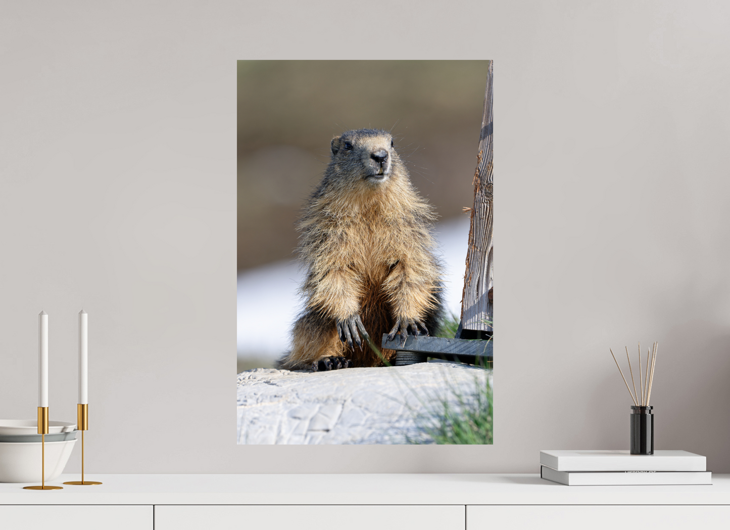 Marmotte / Groundhog