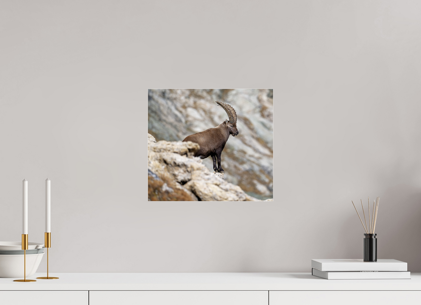 Bouquetin / Ibex