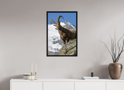 Bouquetin / Ibex