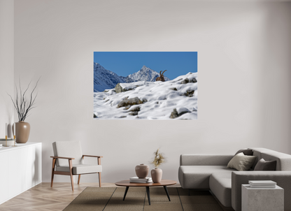 Bouquetin / Ibex