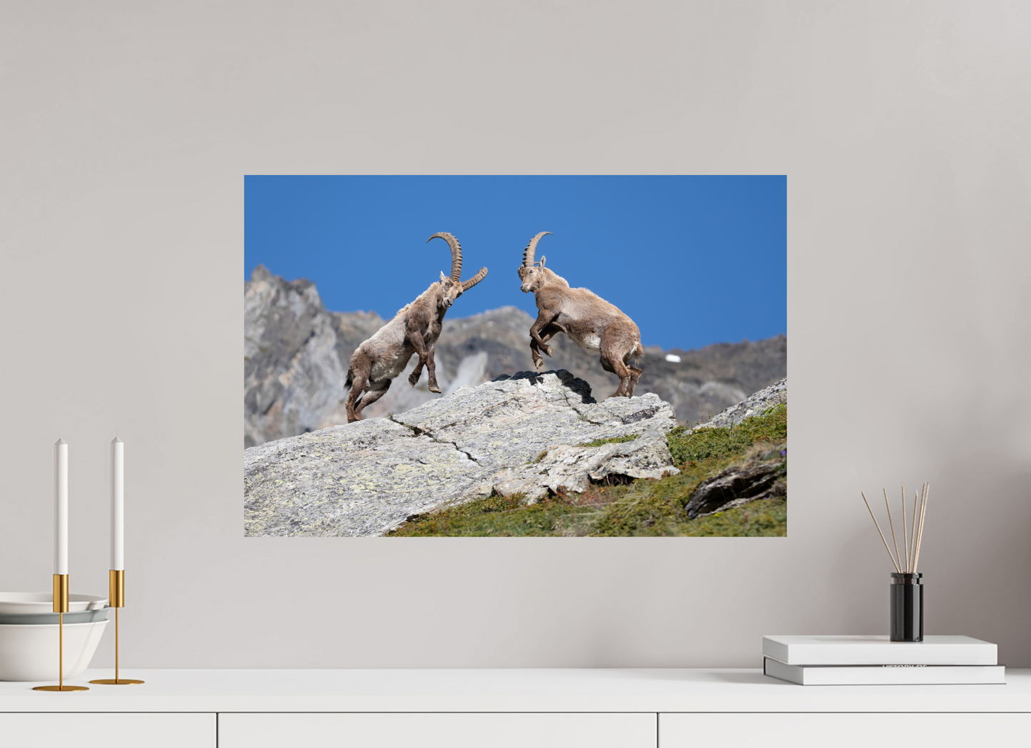 60 x 40 cm, Photo Print On Fuji Crystal DP II Bouquetin / Ibex