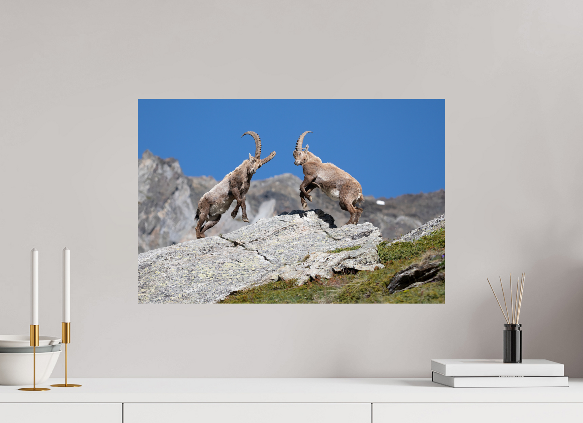 60 x 40 cm, Photo Print On Fuji Crystal DP II Bouquetin / Ibex