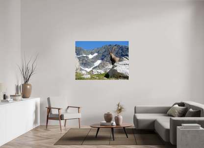 Bouquetin / Ibex