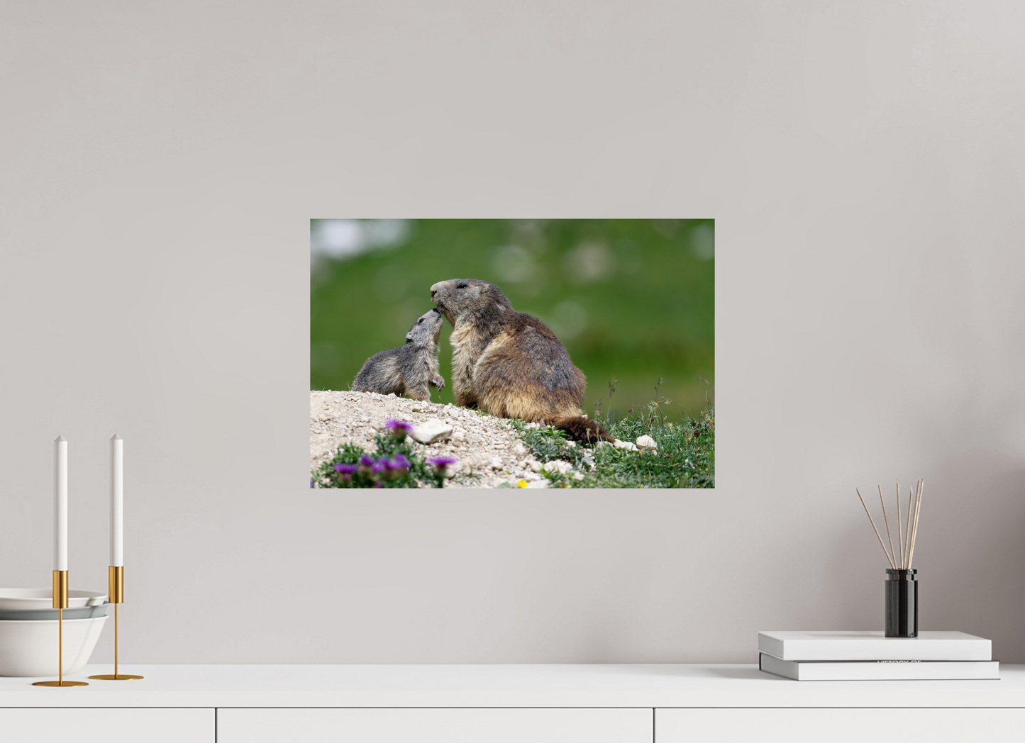 Marmotte / Groundhog