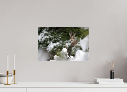 Chamois