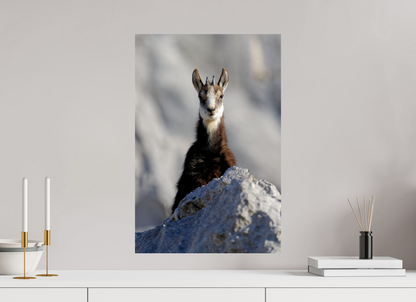 Chamois