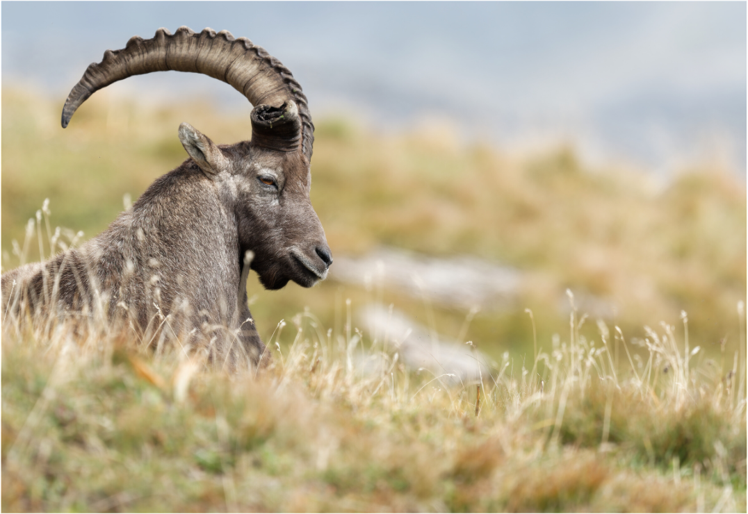 Bouquetin / Ibex