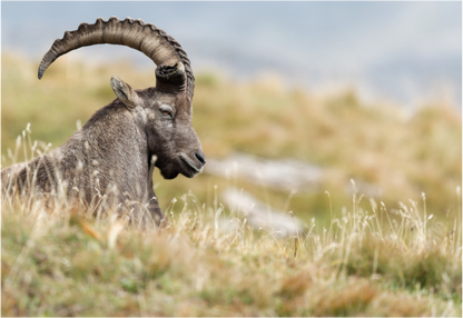 Bouquetin / Ibex
