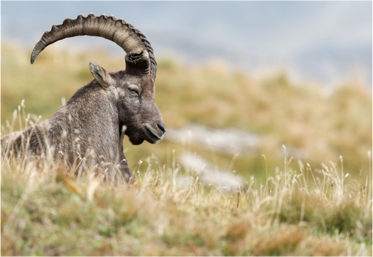 Bouquetin / Ibex
