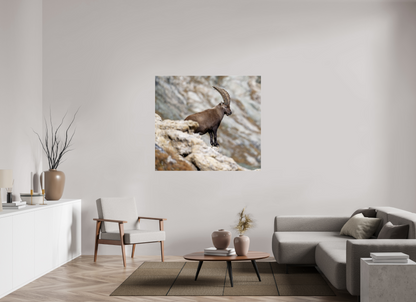 Bouquetin / Ibex